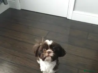 Shih Tzu dogs Chocolate and white imperial boy - Advert 5