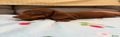 Miniature Dachshund 4