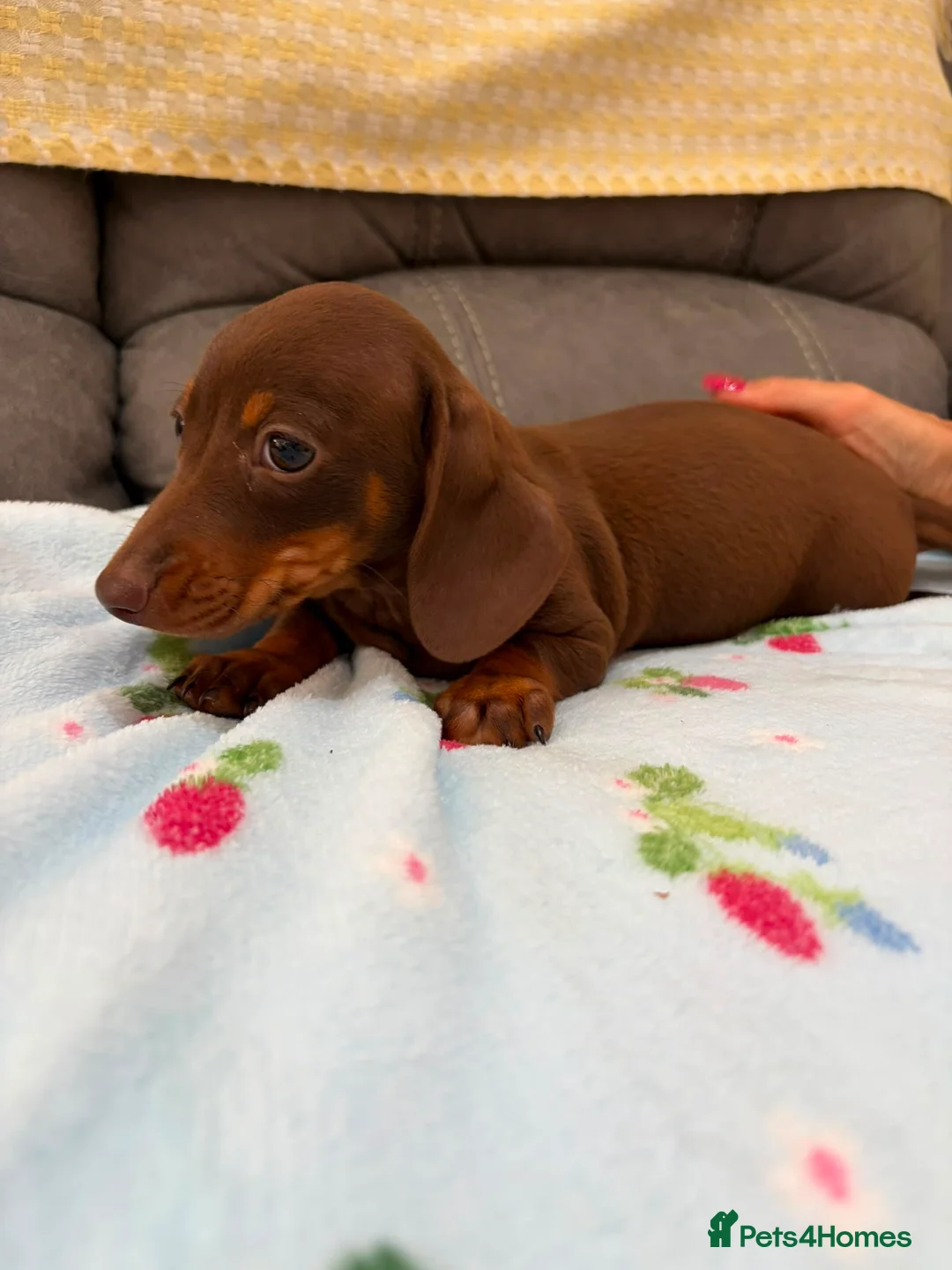 Miniature Dachshund dogs for sale: True miniature dachshund puppies  in Ingatestone - Advert 2