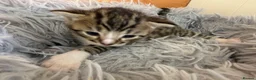 Bengal cats for sale: Beautiful half Bengal kittens - Advert 3