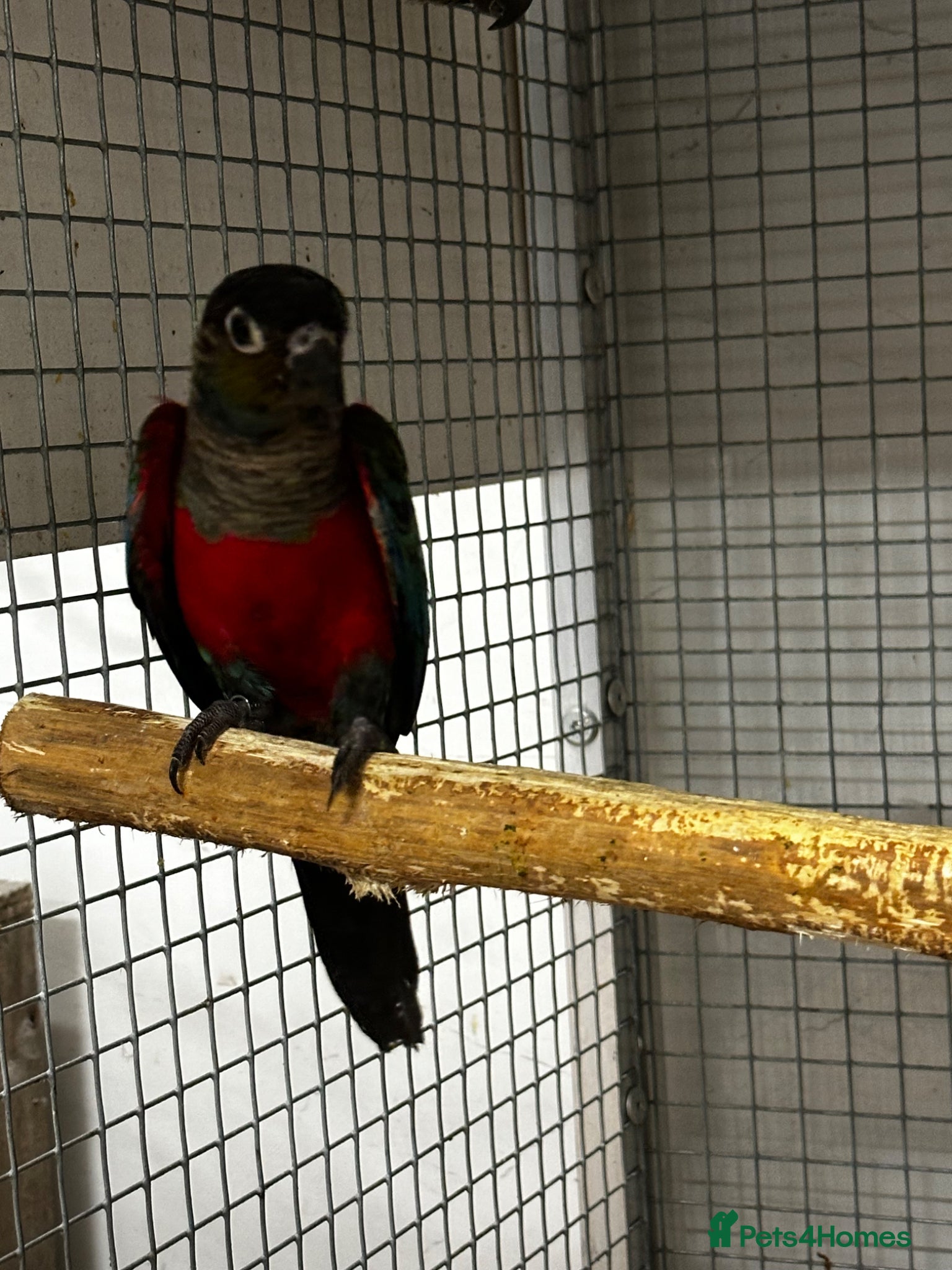 Conures birds Crimson bellied conure - Advert 2