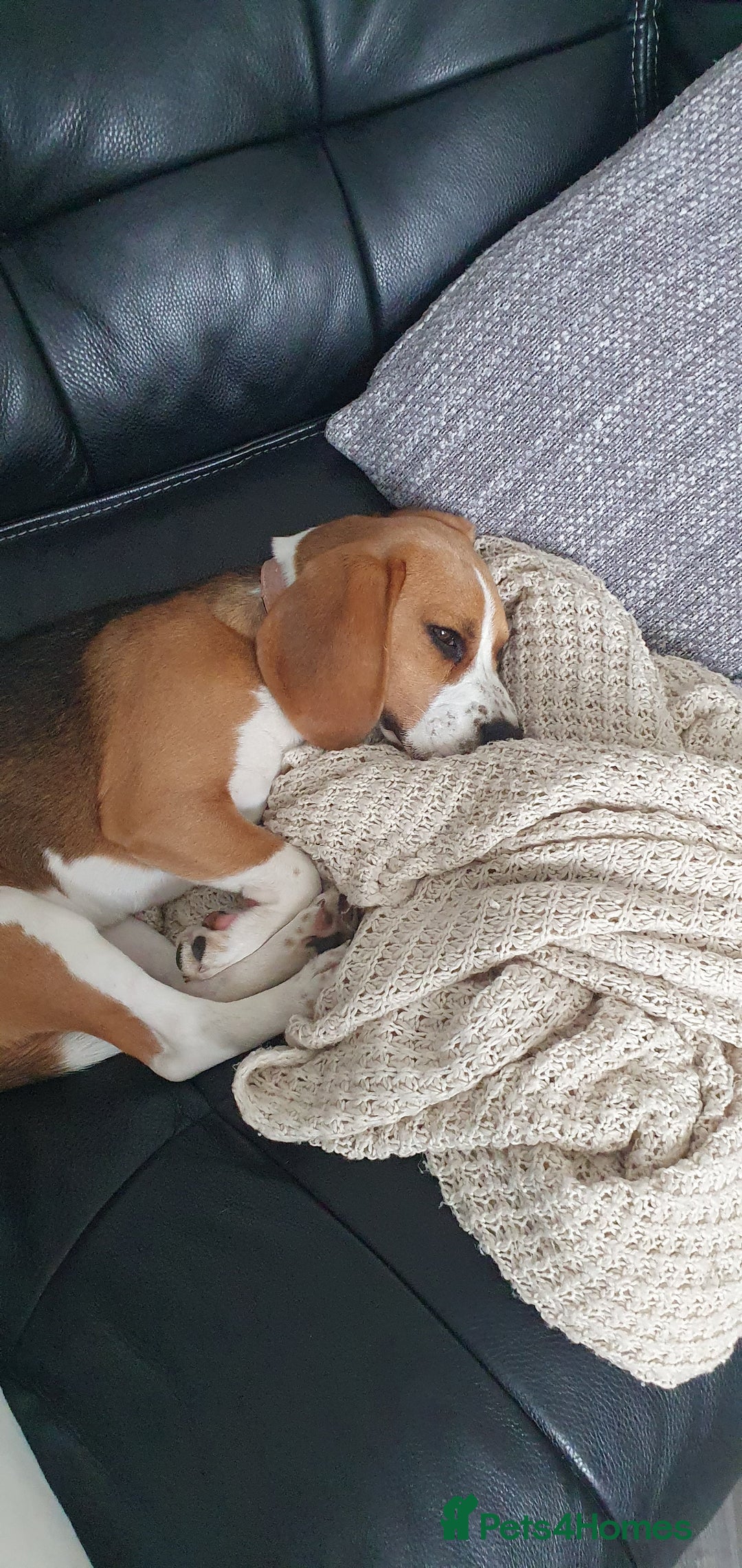 Beagle dogs for sale: Harper - Advert 5