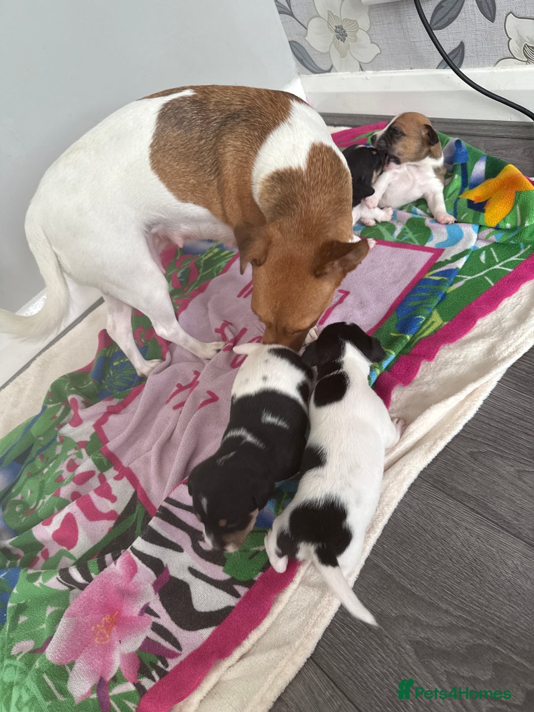 Jack Russell dogs for sale: 3 boys 1 girl - Image 1