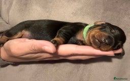 Miniature Dachshund dogs for sale: Miniature dachshund puppies 🐾 - Image 5