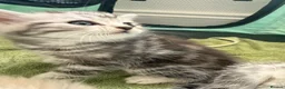 Scottish Fold cats for sale: Stunning Scottish Folds for sale in Sittingbourne - Advert 12