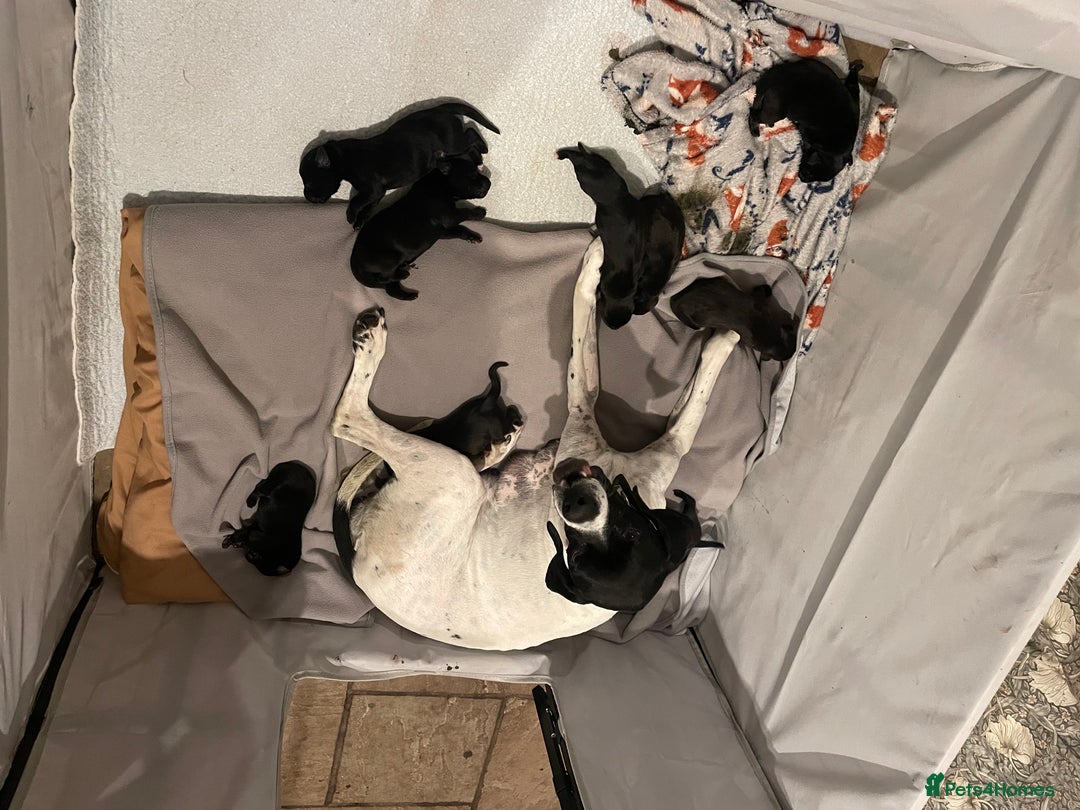 Mixed Breed dogs for sale: English Pointer Cross Puppies - Image 3