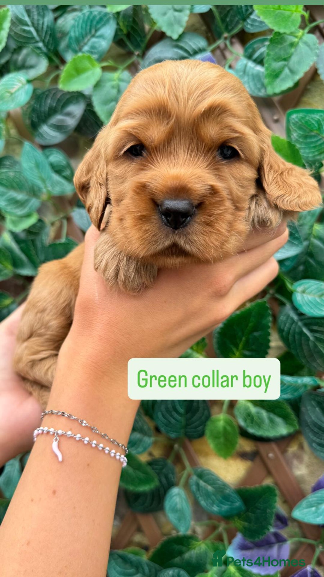 Cocker Spaniel dogs for sale: SUPERB SHOW TYPE COCKER SPANIEL PUPPIES  - Image 7
