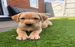 Labrador Retriever dogs for sale: Exceptional KC FTCH Working Labrador Pups - Image 21