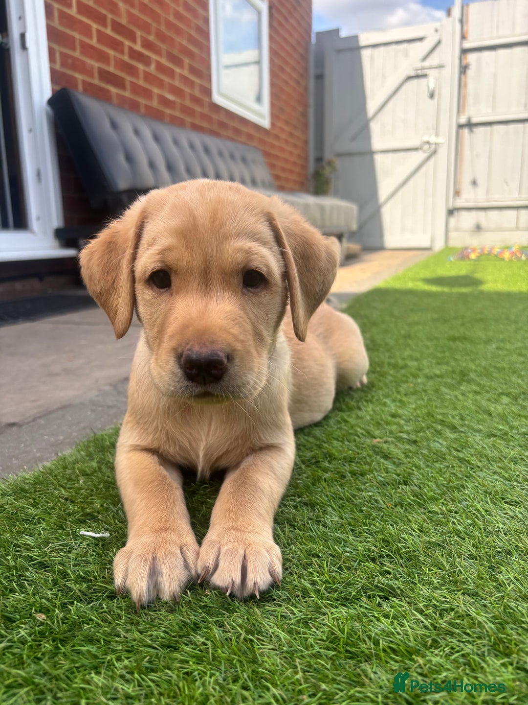 Labrador Retriever dogs for sale: Exceptional KC FTCH Working Labrador Pups - Image 21