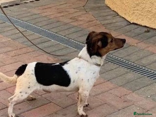 Jack Russell dogs in Kettering - Advert 25