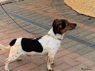 Jack Russell dogs 🌟Jack 🌟 in Kettering - Advert 9