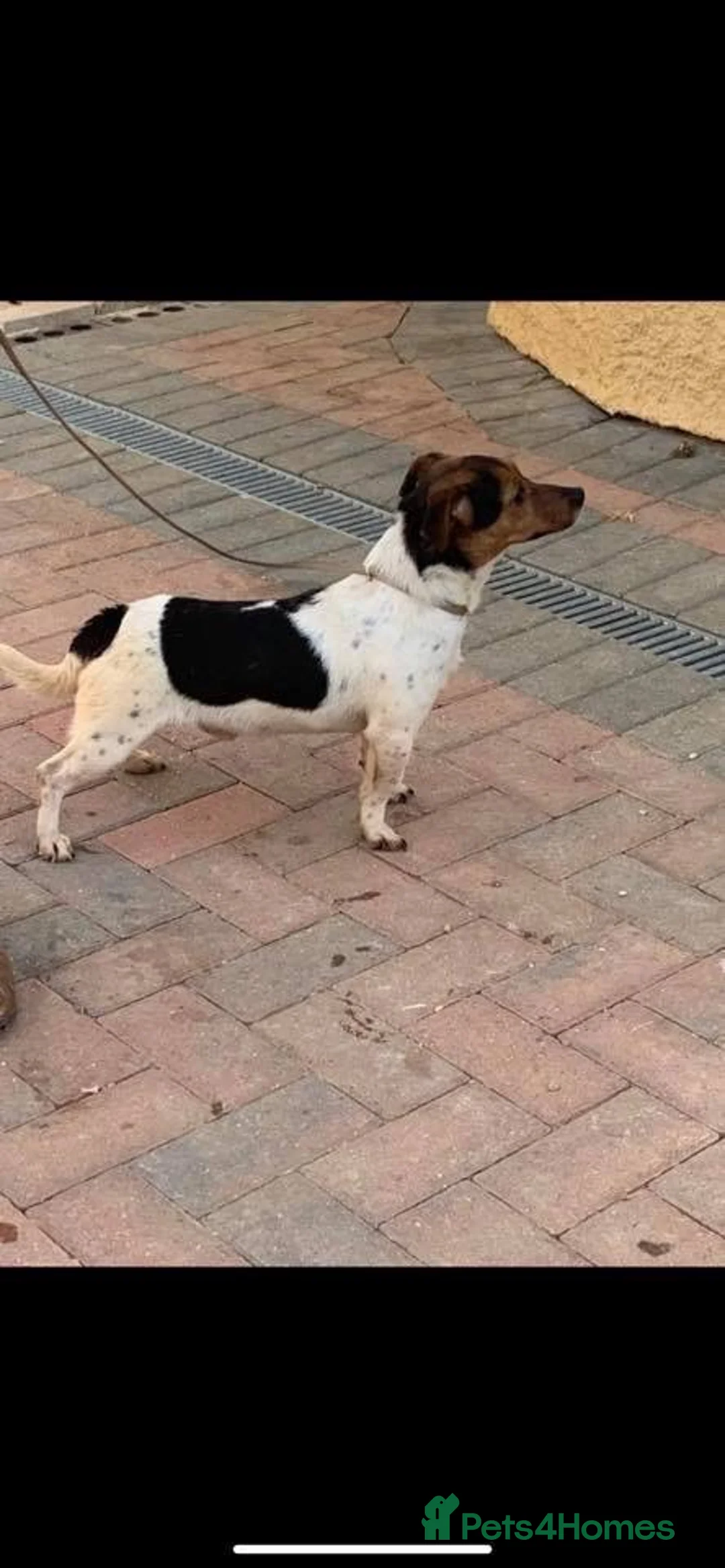 Jack Russell dogs for stud: 🌟Jack 🌟 in Kettering - Advert 1