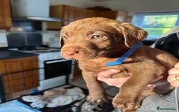 Labrador Retriever dogs for sale: Labrador puppies - Image 11