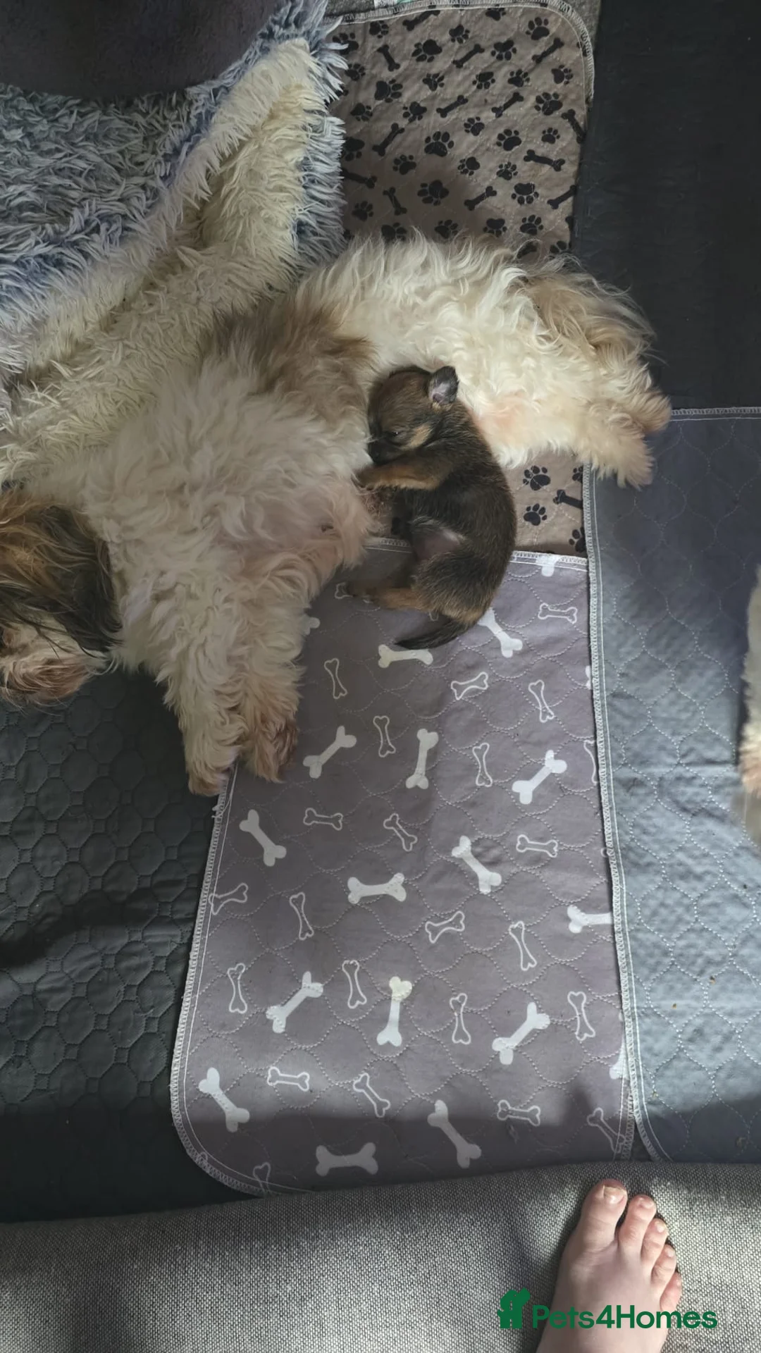 Mixed Breed dogs for sale: Chiapso puppy - Advert 12