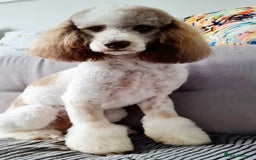 Cavapoo dogs for sale: ✨🌈 Rare Chocolate & Multicoloured Curly Cavapoos - Image 14