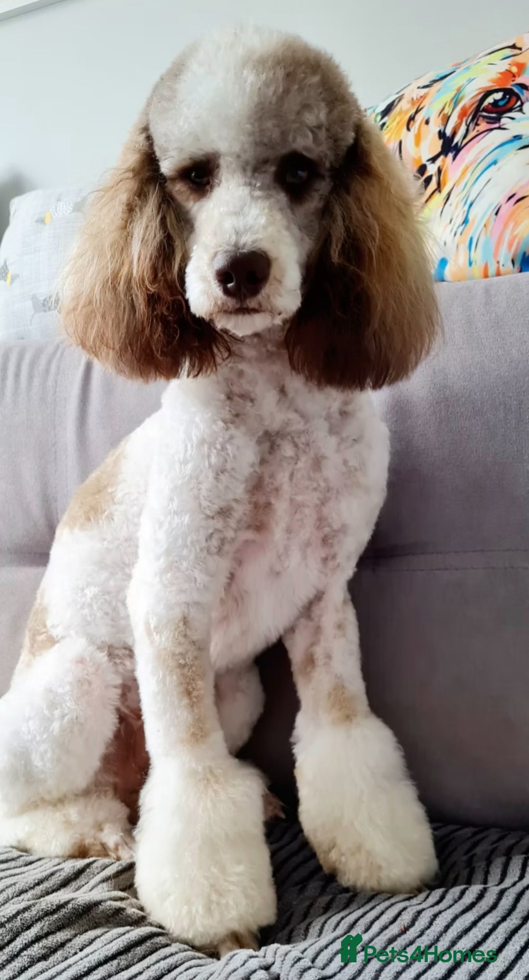 Cavapoo dogs for sale: ✨🌈 Rare Chocolate & Multicoloured Curly Cavapoos - Image 14