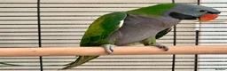 Parakeets birds for sale: Derbyan lord derby parakeet in Oldham - Advert 5