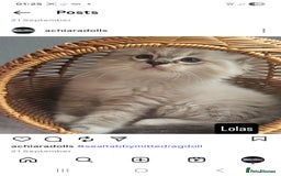 Ragdoll cats for sale: Stunning registered seal tabby ragdoll GC lines - Image 8