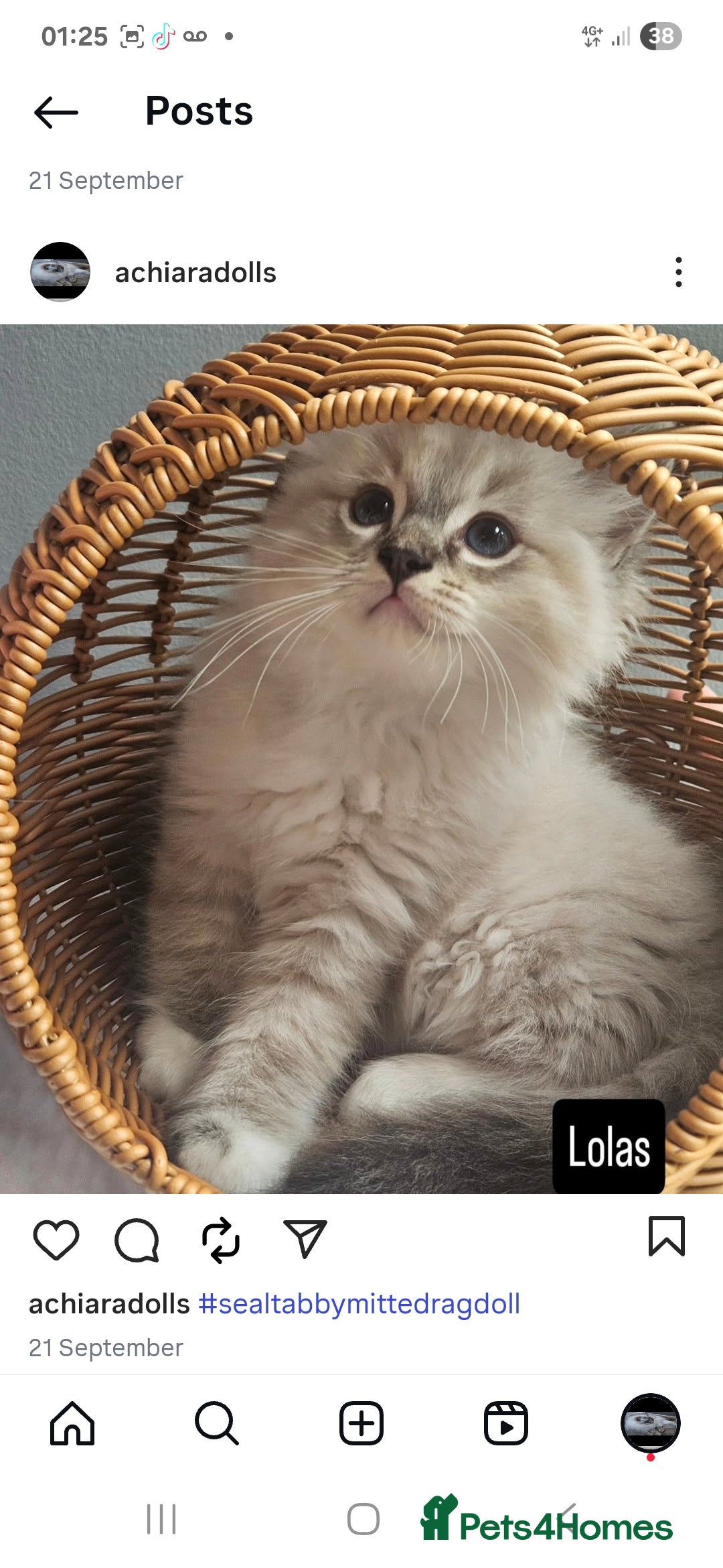 Ragdoll cats for sale: Stunning registered seal tabby ragdoll GC lines - Image 8