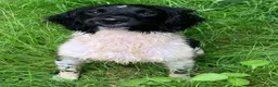 English Springer Spaniel dogs for stud: HEALTH TESTED FTCH bred springers for stud - Advert 23