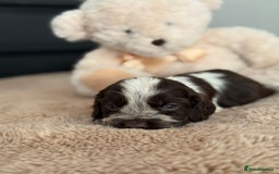 Cocker Spaniel dogs for sale: Show type cocker spaniels  - Image 19