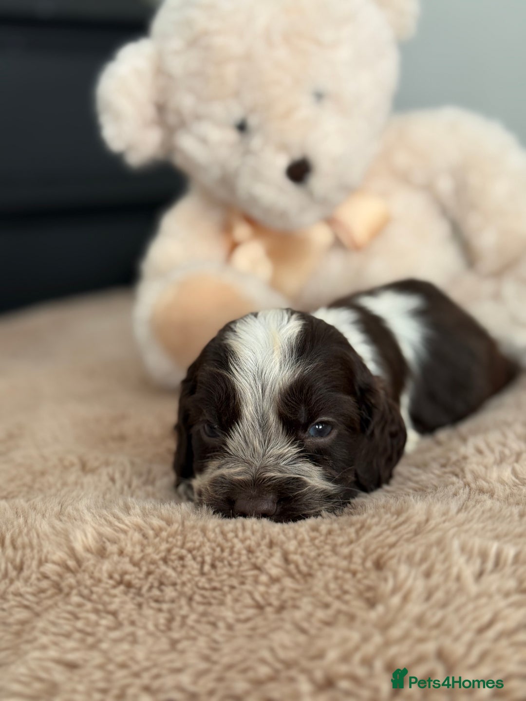 Cocker Spaniel dogs for sale: Show type cocker spaniels  - Image 19