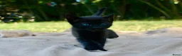 Ragdoll cats for sale: THE MOST BEAUTIFUL KITTENS  - Advert 13