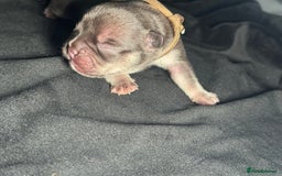 French Bulldog dogs for sale: KC Fluffy Carriers Isabella French Bulldogs puppy - Image 10