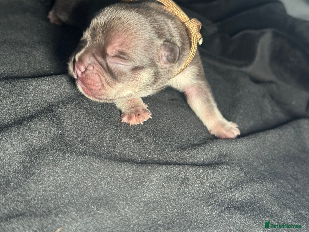 French Bulldog dogs for sale: KC Fluffy Carriers Isabella French Bulldogs puppy - Image 10