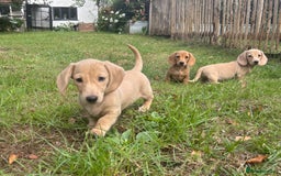 Miniature Dachshund dogs for sale: 🐶 Miniature Smooth Haired Dachshunds. KC REG. 🐶  - Image 30