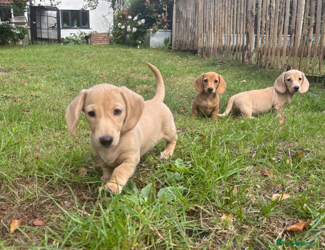 Miniature Dachshund dogs for sale: 🐶 Miniature Smooth Haired Dachshunds. KC REG. 🐶  - Image 30