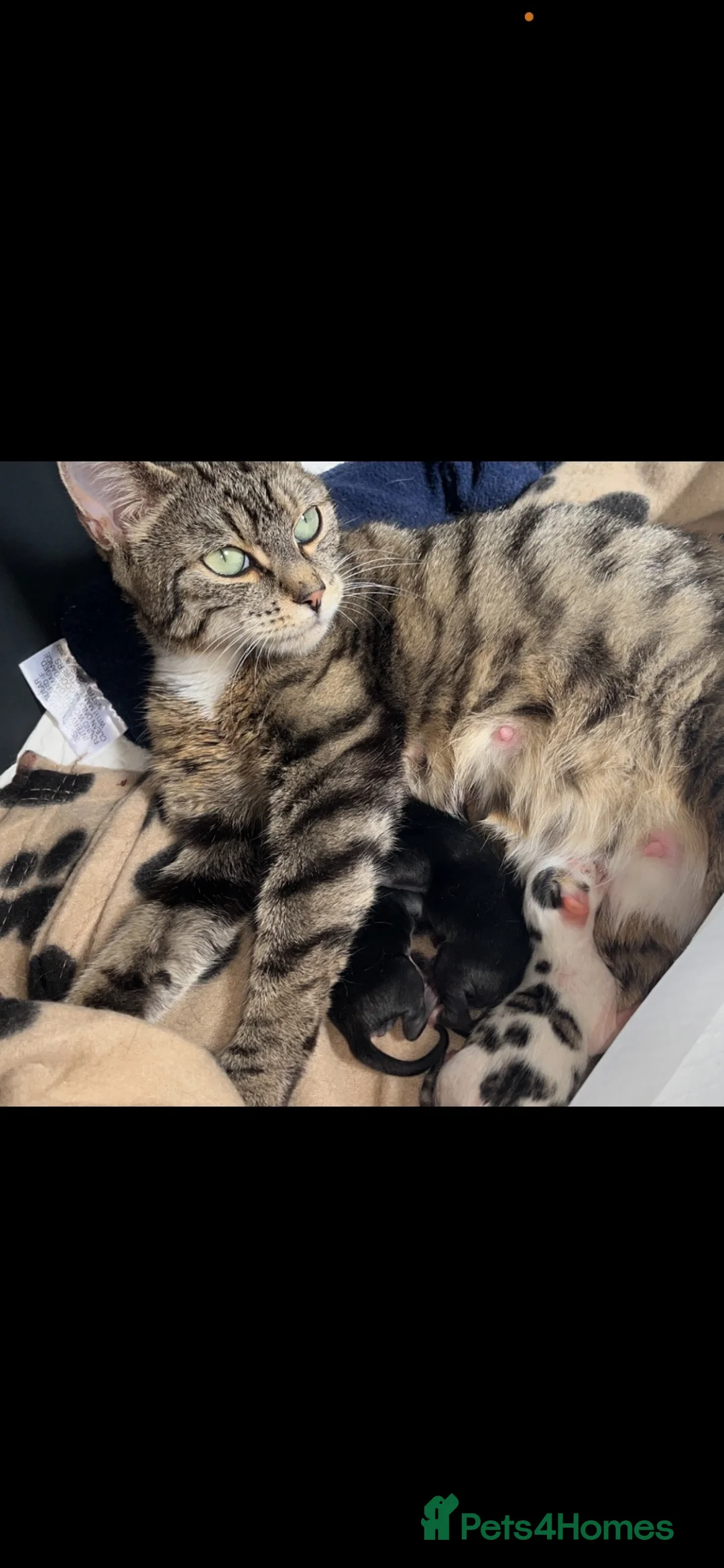 Mixed Breed cats for sale: 3 gorgeous male kittens ready  - Advert 2