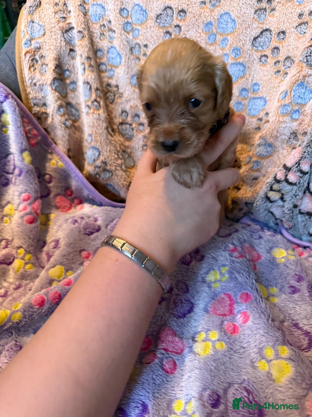 Cocker Spaniel dogs for sale: COCKER SPANIEL LITTER OF 9 IN SCARBOROUGH  - Image 17