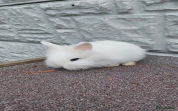 Lionhead rabbits for sale: Wonderful bunnies 07405173733  - Image 5