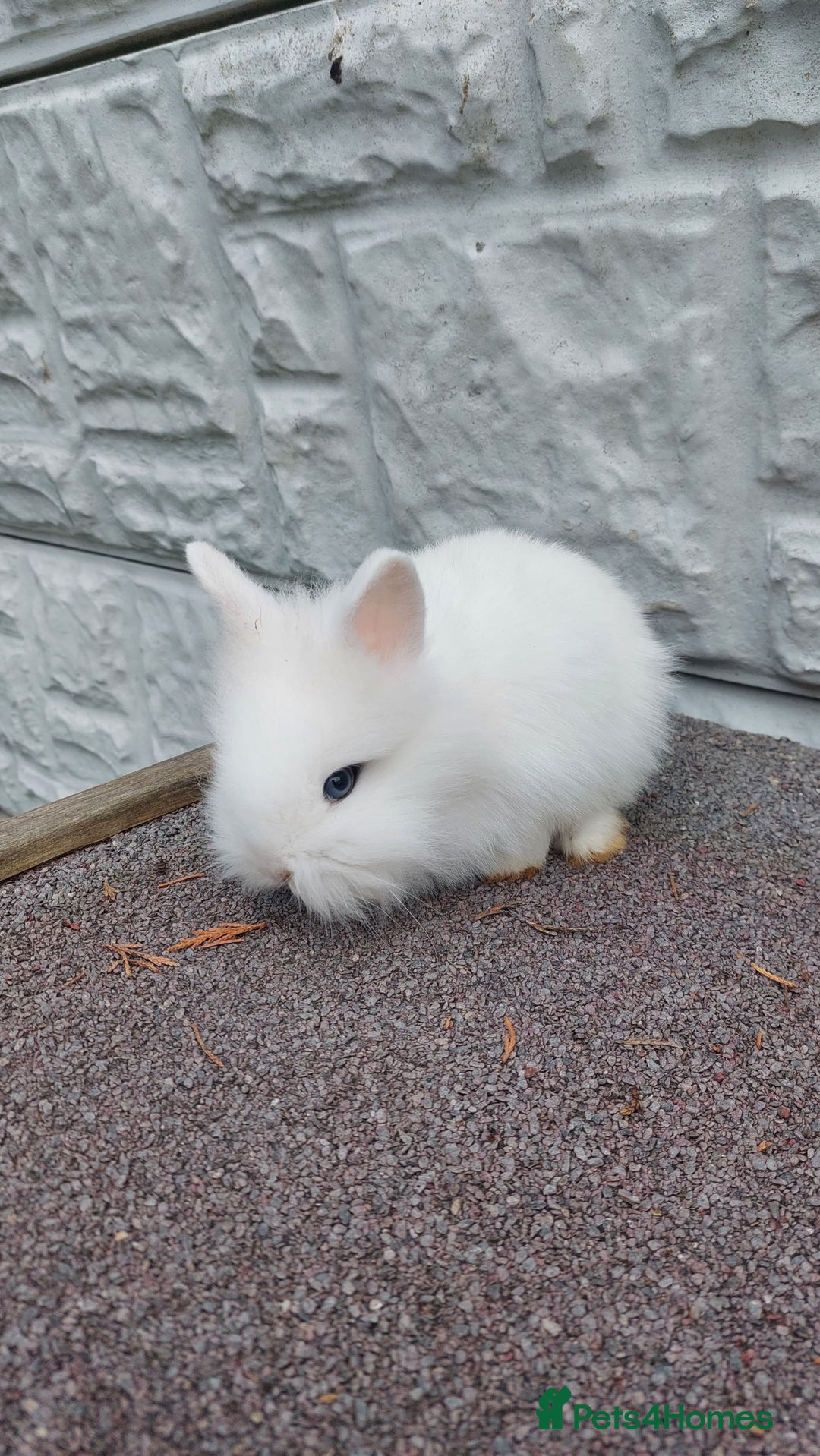 Lionhead rabbits for sale: Wonderful bunnies 07405173733  - Image 5