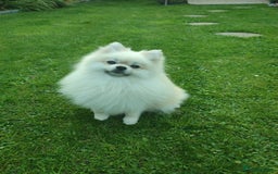 Pomeranian dogs for stud: Cream Pomeranian Stud Bersy in Preston - Image 2