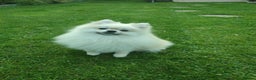 Pomeranian dogs for stud: Cream Pomeranian Stud Bersy in Preston - Advert 2
