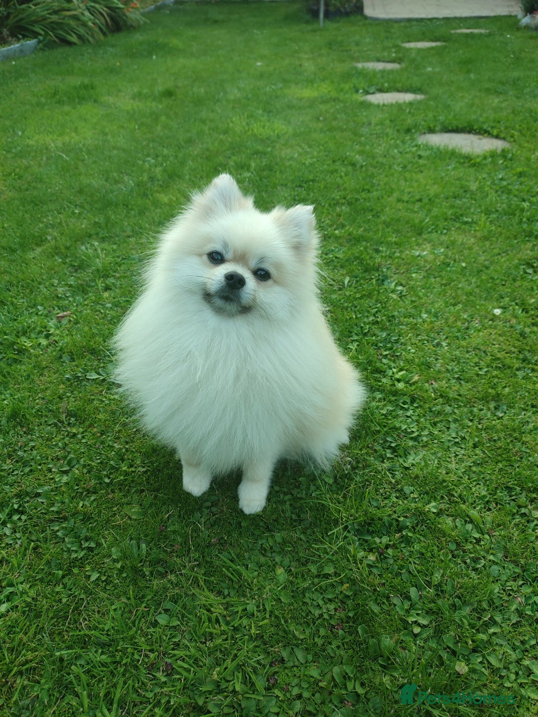 Pomeranian dogs for stud: Cream Pomeranian Stud Bersy in Preston - Image 2