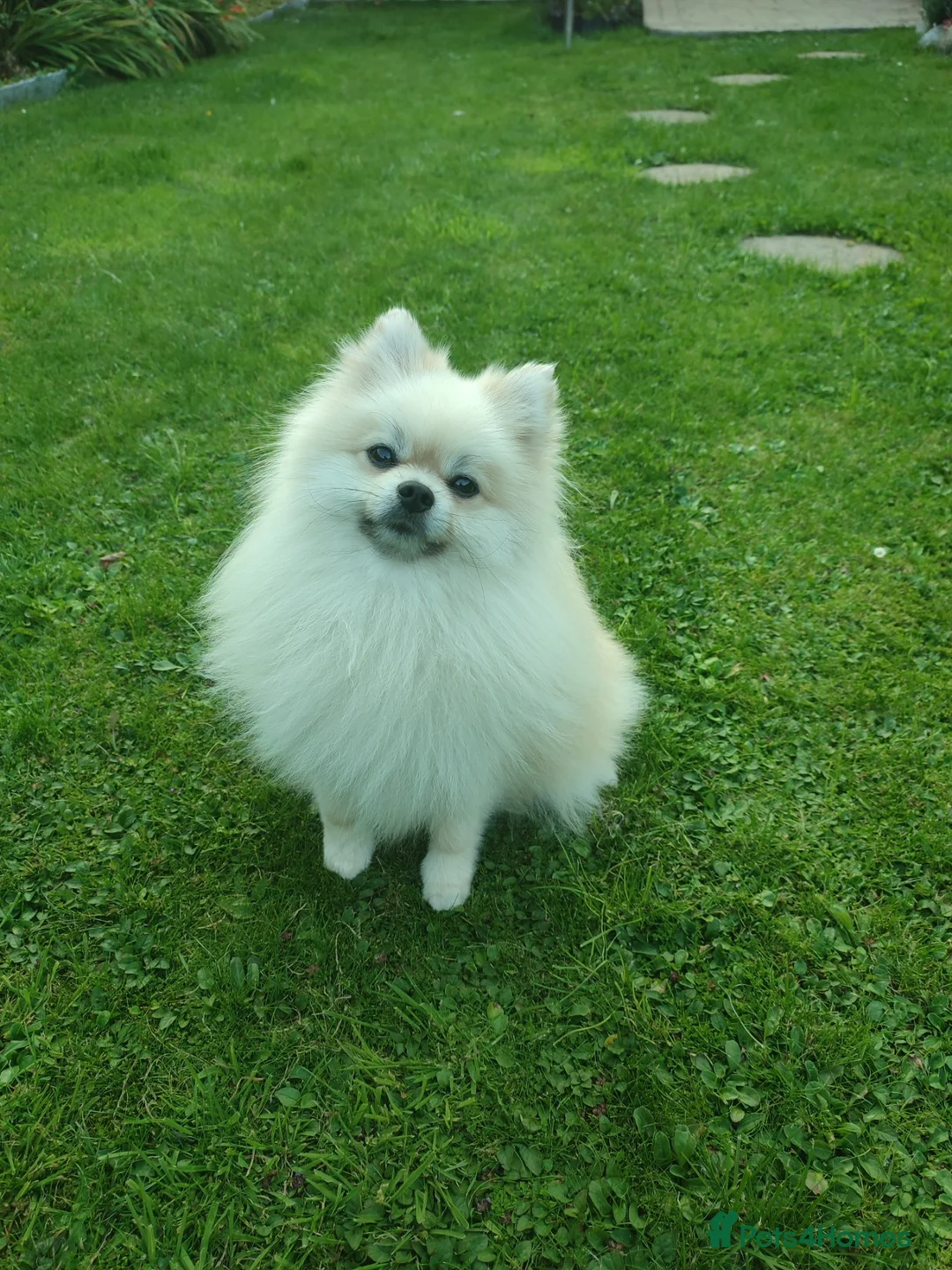 Pomeranian dogs for stud: Cream Pomeranian Stud Bersy in Preston - Advert 2