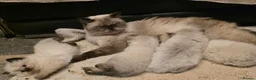 Ragdoll cats for sale: Beautiful colour point kittens - Advert 6