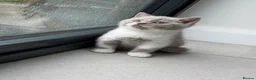 British Shorthair cats for sale: 💜 Chunky British Shorthair Kittens 💙  - Advert 2