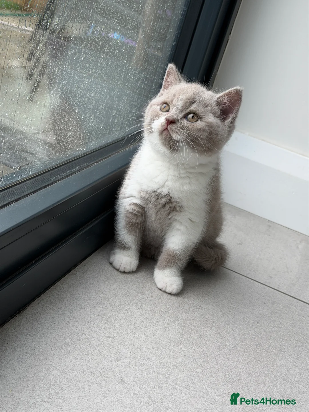 British Shorthair cats for sale: 💜 Chunky British Shorthair Kittens 💙  - Advert 2