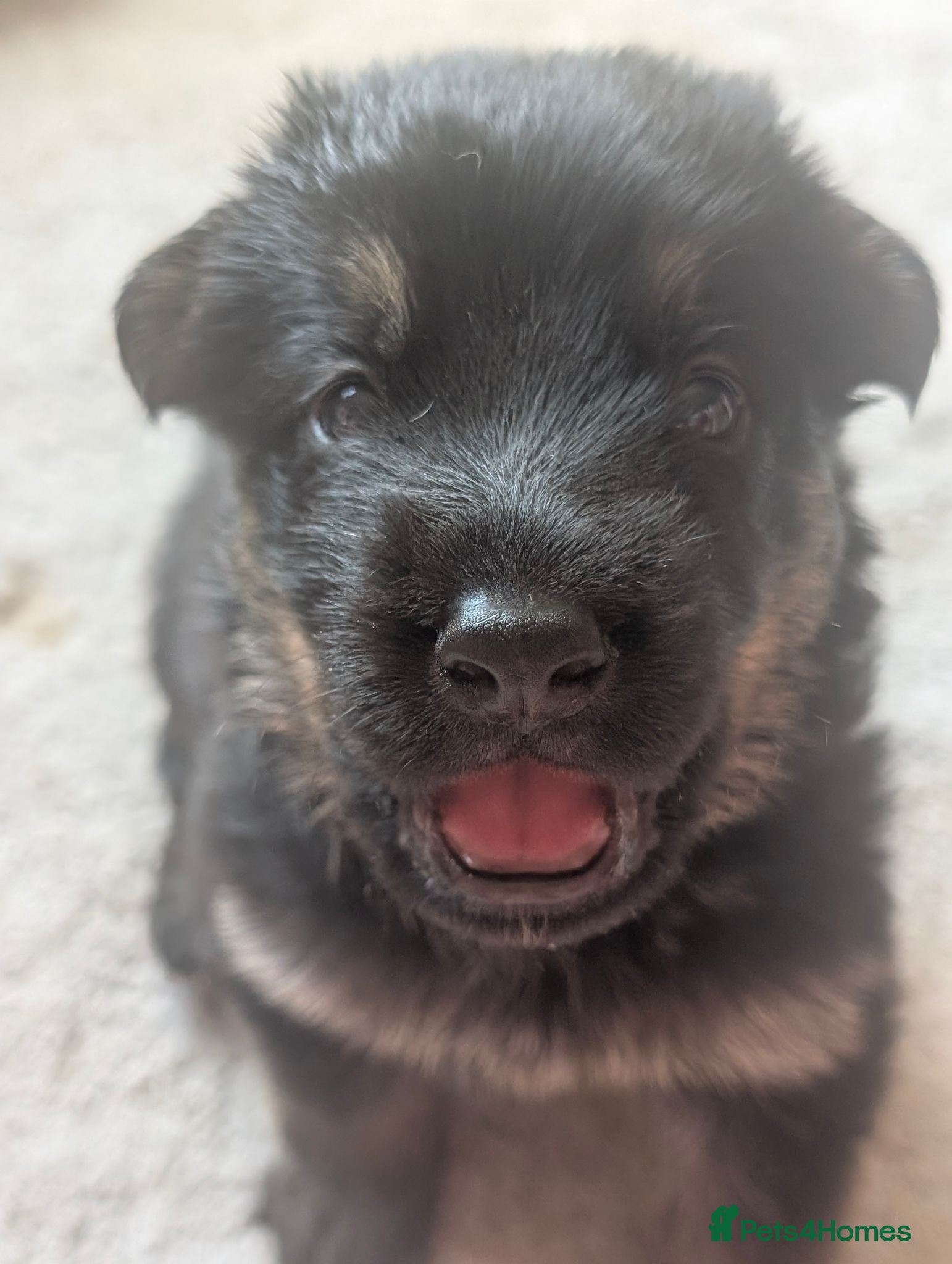 German Shepherd dogs 11 Beautiful German Shepherd Pups - Advert 3