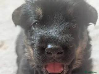 German Shepherd dogs 11 Beautiful German Shepherd Pups - Advert 7