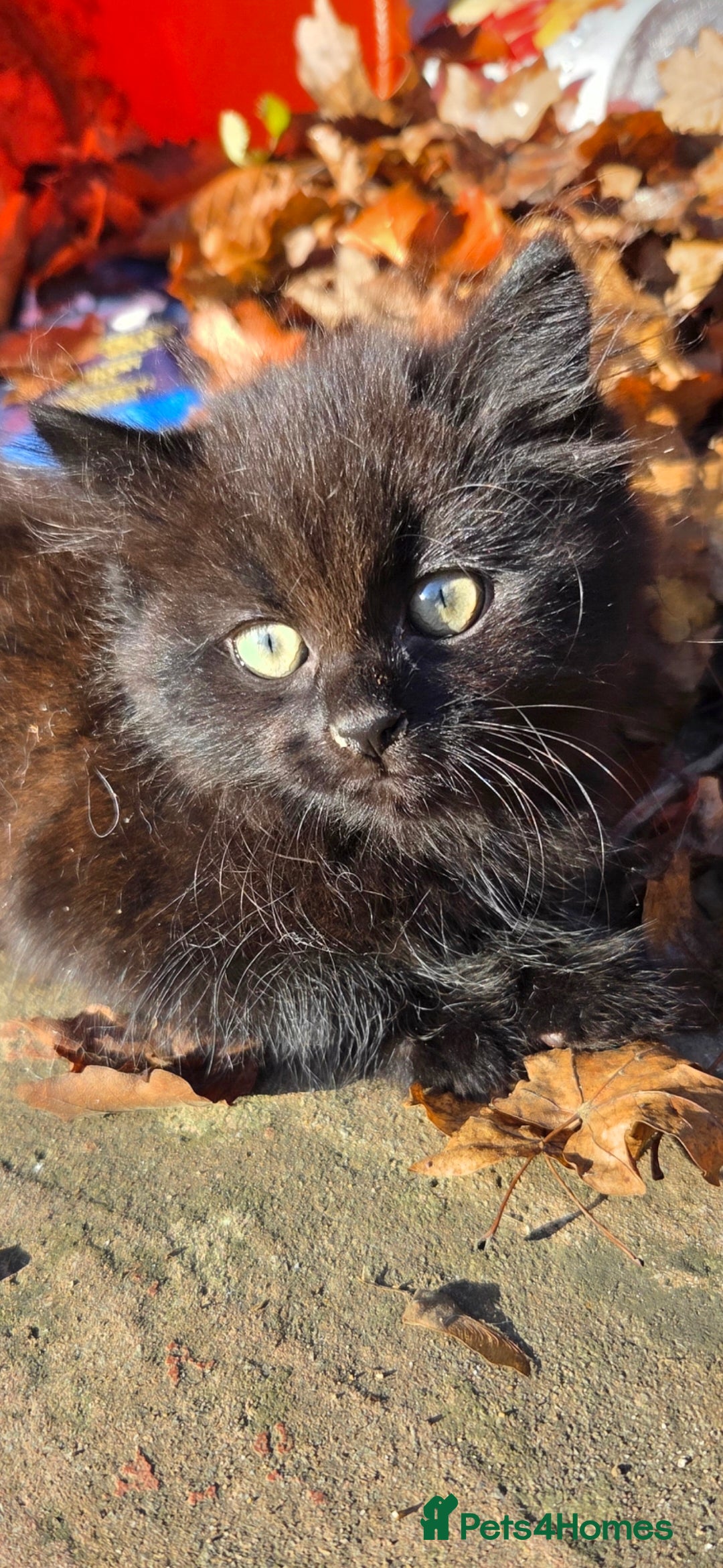 Mixed Breed cats for sale: Two beautiful boys wanting a loving home  - Advert 8