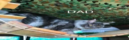 Maine Coon cats for sale: Stunning TICA MaineCoon Kittens 🩵 - Advert 3