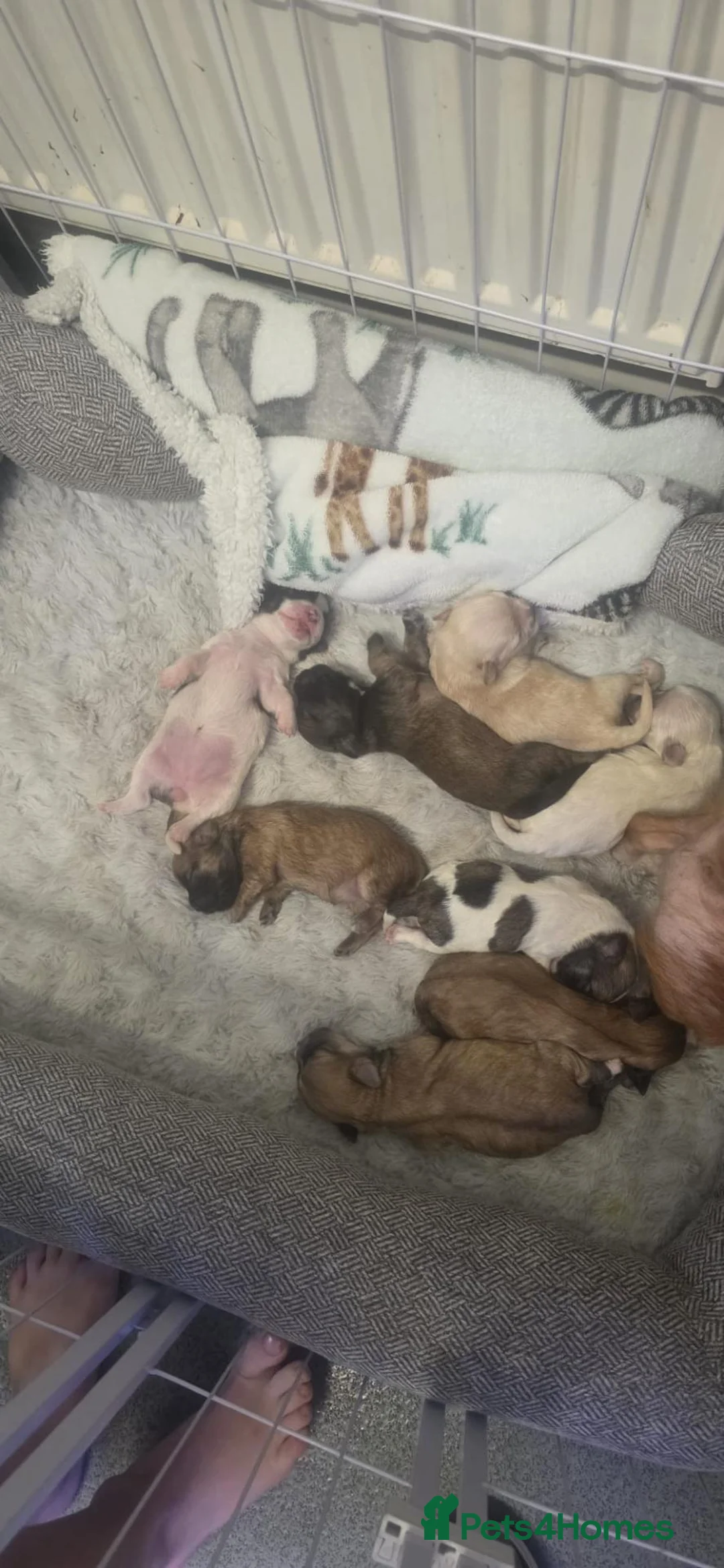 Mixed Breed dogs for sale: Puppys in Hull - Advert 2