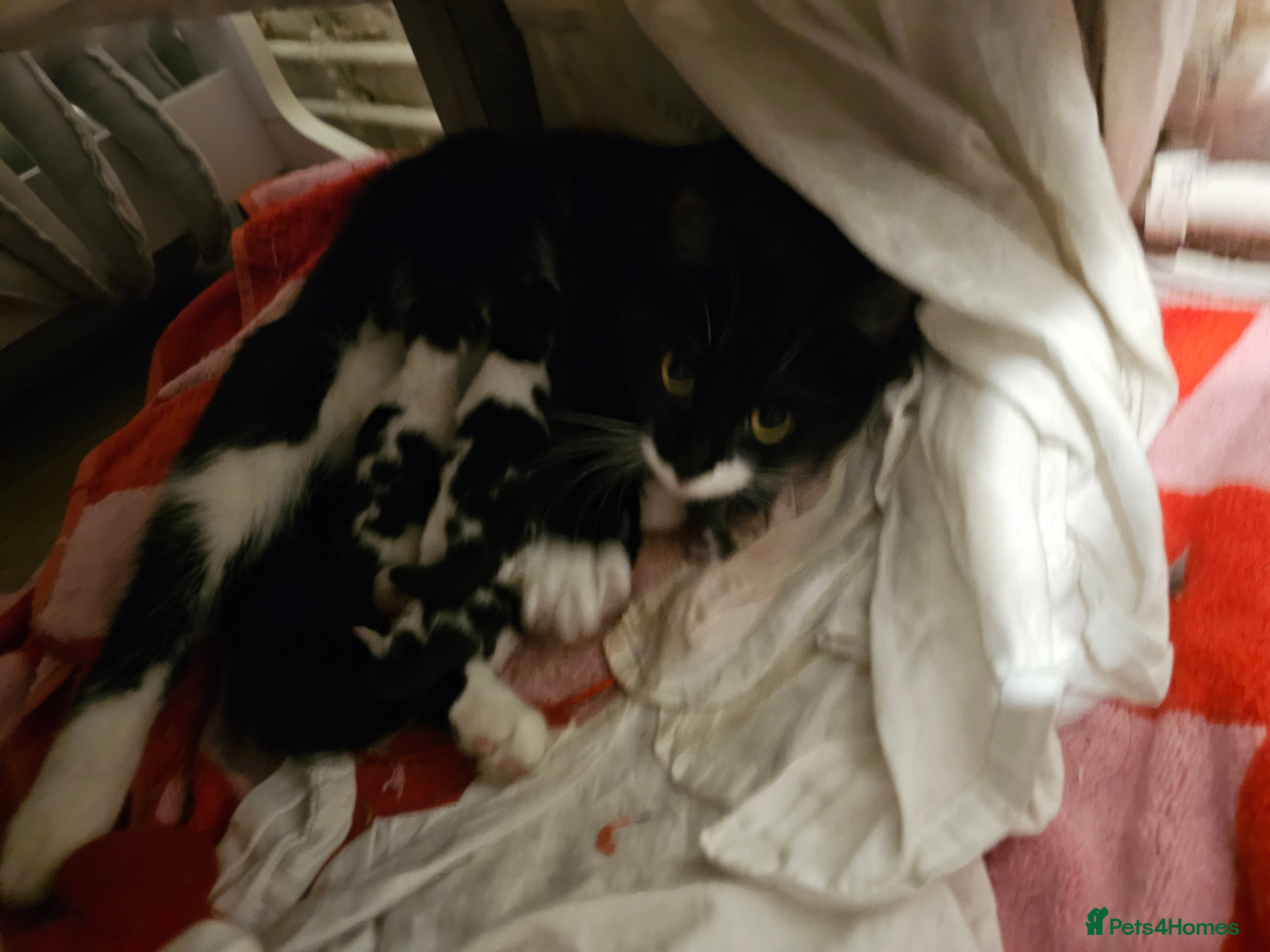 Mixed Breed cats 2 different litters, tiny kittens  - Advert 2