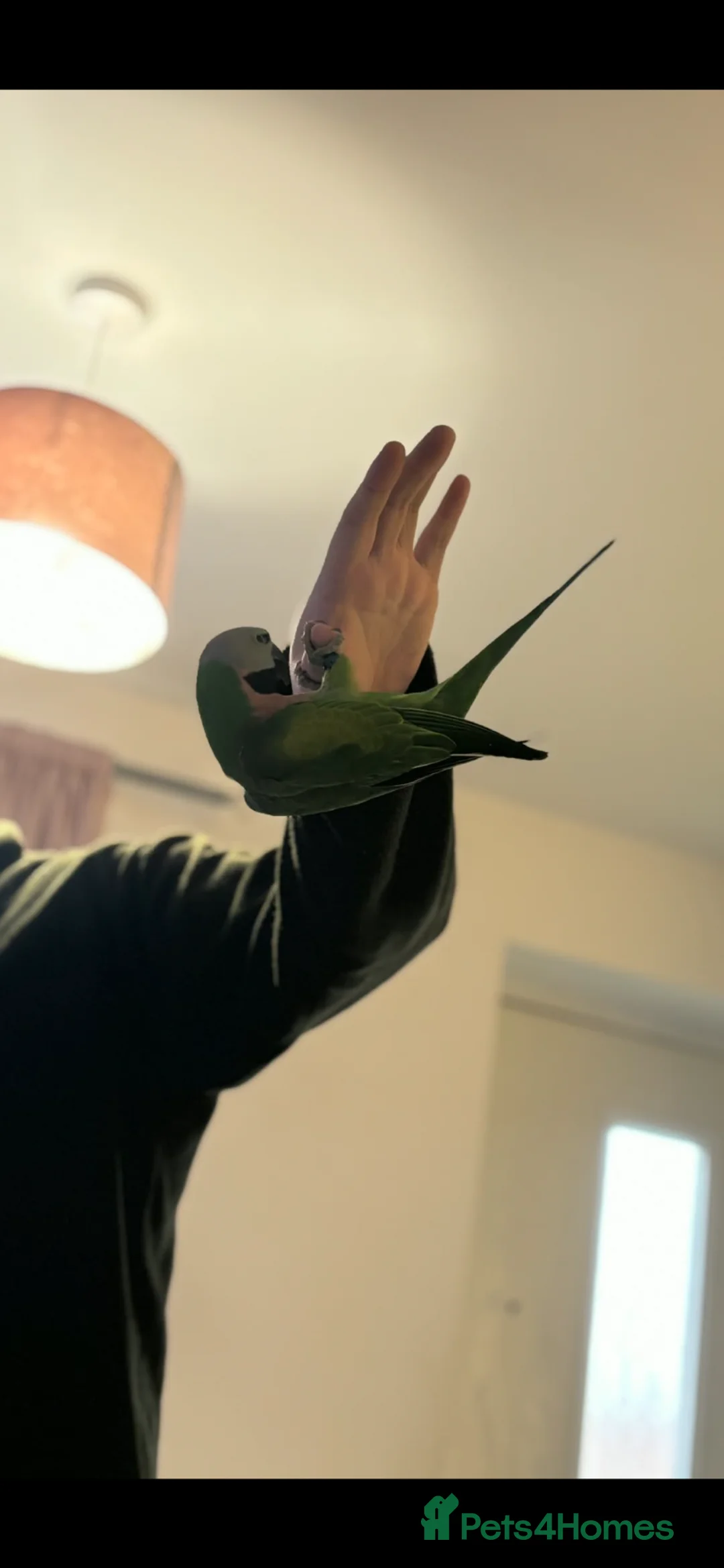 Parakeets birds for sale: Moustache parakeet  - Advert 2