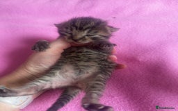 Mixed Breed cats for sale: 2 beautiful tabby girls and 1 Black & white Boy - Image 12